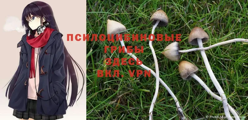 Псилоцибиновые грибы Magic Shrooms  Петропавловск-Камчатский 